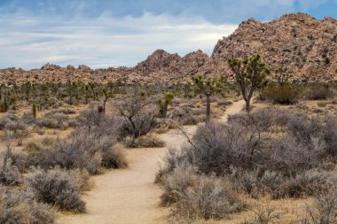 Joshua Tree Ulusal Parkı, Kaliforniya, ABD 'de Joshua Trees. Parçalı bulutlu gökyüzü, kuru çalılar ve çöldeki yuvarlak kayalar. Yüksek kalite fotoğraf