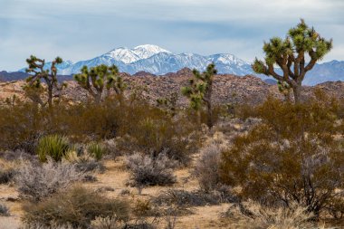 Joshua Tree Ulusal Parkı, Kaliforniya, ABD 'de Joshua Trees. Parçalı bulutlu gökyüzü, kuru çalılar ve çöldeki yuvarlak kayalar. Arka planda dağlar, yumuşak ışık. Yüksek kalite fotoğraf
