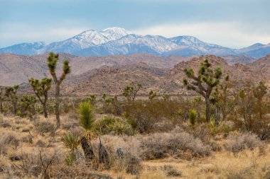 Joshua Tree Ulusal Parkı, Kaliforniya, ABD 'de Joshua Trees. Parçalı bulutlu gökyüzü, kuru çalılar ve çöldeki yuvarlak kayalar. Arka planda dağlar, yumuşak ışık. Yüksek kalite fotoğraf