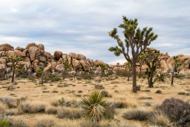 Joshua Tree Ulusal Parkı, Kaliforniya, ABD 'de Joshua Trees. Parçalı bulutlu gökyüzü, kuru çalılar ve çöldeki yuvarlak kayalar. Yüksek kalite fotoğraf
