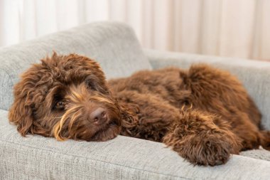 Golden brown labradoodle sleeping on sofa. Looking intelligent. Curly brown fur. Grey sofa and white curtains. High quality photo