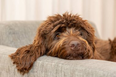 Golden brown labradoodle sleeping on sofa. Looking intelligent and curious. Curly brown fur. Grey sofa and white curtains. High quality photo