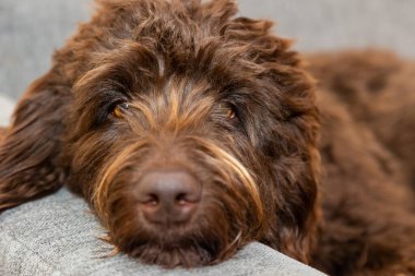 Golden brown labradoodle sleeping on sofa. Looking intelligent and curious. Curly brown fur. Grey sofa and white curtains. High quality photo