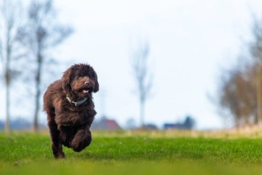 Brown labradoodle pup playing with a tennisbal. running and jumping after the ball on green grass. High quality photo
