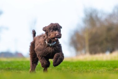 Brown labradoodle pup playing with a tennisbal. running and jumping after the ball on green grass. High quality photo