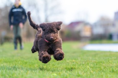 Brown labradoodle pup playing with a tennisbal. running and jumping after the ball on green grass. High quality photo