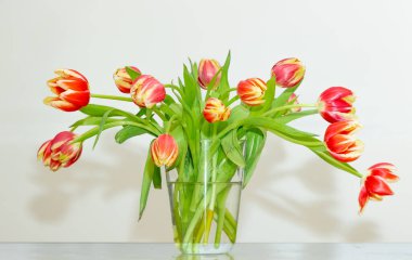 A bouquet of fresh tulips in a vase. Colourful red, yellow and white ornamental flowers with green foliage. Bright white background. Reflective surface. High quality photo
