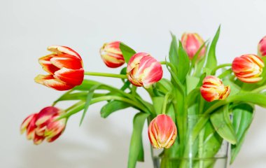 A bouquet of fresh tulips in a vase. Colourful red, yellow and white ornamental flowers with green foliage. Bright white background. Reflective surface. High quality photo