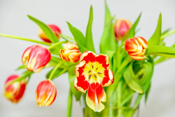 Bouquet Fresh Tulips Vase Colourful Red Yellow White Ornamental Flowers — Foto de Stock