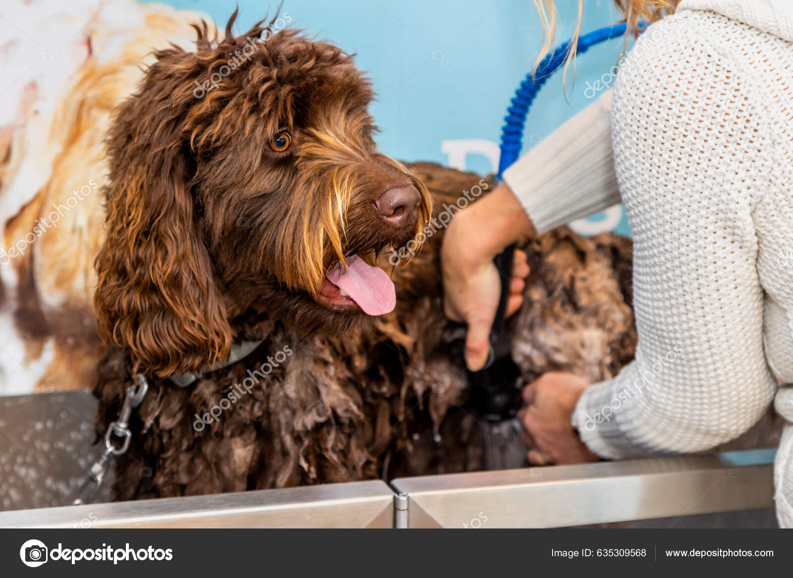 Brown Chocolate Labradoodle Pup Being Washed Groomed Soap