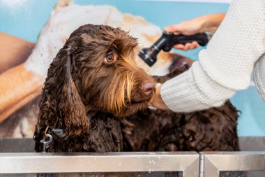 A brown, chocolate labradoodle pup being washed and groomed. Soap and water applied with a hose, lady in white pullover cleaning the dog. Curly and long brown wet hair. Colourful wallpaper as