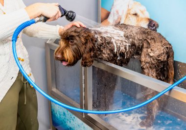 A brown, chocolate labradoodle pup being washed and groomed. Soap and water applied with a hose, lady in white pullover cleaning the dog. Curly and long brown wet hair. Colourful wallpaper as