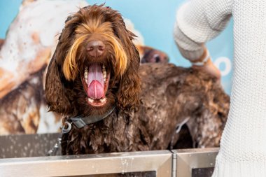 A brown, chocolate labradoodle pup being washed and groomed. Soap and water applied with a hose, lady in white pullover cleaning the dog. Curly and long brown wet hair. Colourful wallpaper as