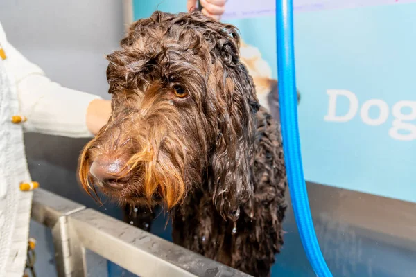 A brown, chocolate labradoodle pup being washed and groomed. Soap and water applied with a hose, lady in white pullover cleaning the dog. Curly and long brown wet hair. Colourful wallpaper as