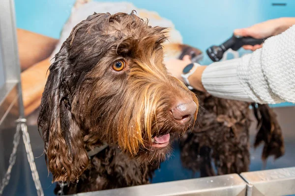 A brown, chocolate labradoodle pup being washed and groomed. Soap and water applied with a hose, lady in white pullover cleaning the dog. Curly and long brown wet hair. Colourful wallpaper as