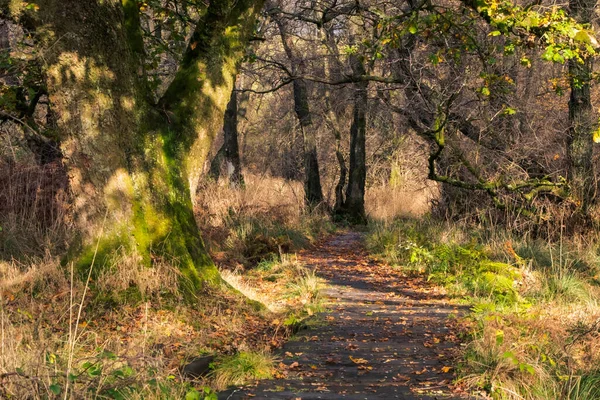 Meandering path through forest in golden winter light, Scotland. Brown leaves on the forest floor. Dark silhouetted tree trunk. West Highland Way, near Glasgow, Scotland, UK, Europe. High quality