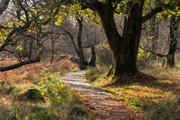 Meandering path through forest in golden winter light, Scotland. Brown leaves on the forest floor. Dark silhouetted tree trunk. West Highland Way, near Glasgow, Scotland, UK, Europe. High quality