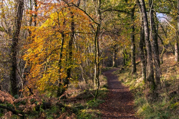 Meandering path through forest in golden, soft, winter light, Scotland. Brown leaves on the forest floor. Dark silhouetted tree trunk. West Highland Way, near Glasgow, Scotland, UK, Europe. High
