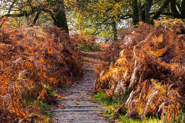 Vibrant golden yellow ferns contrasting with stark winter branches along a walking path through the forest. Winter trees with bare branches contrast with golden ferns in autumnal colours. Near the