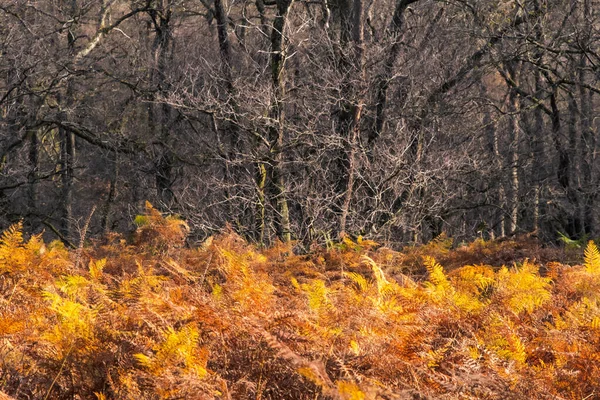 Vibrant golden yellow ferns contrasting with stark winter branches. Winter trees with bare branches contrast with golden ferns in autumnal colours. Near the West Highland Way, near Glasgow, Scotland