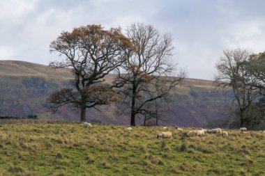 İskoçya 'nın dağlık kesimlerinde, Batı Highland Yolu yakınlarındaki Glasgow, İskoçya, İngiltere ve Avrupa yakınlarındaki bir arazide koyun otluyor. Yüksek kalite fotoğraf