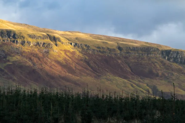 Sonsuza kadar yeşil dalları olan kış ağaçları sonbahar renklerinde altın dağlık bölgelerle tezat oluşturur. Batı Highland Yolu 'nun yakınında, Glasgow, İskoçya, İngiltere, Avrupa yakınlarında. Yüksek kalite fotoğraf