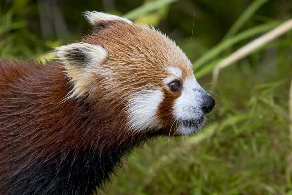 Red panda looking to the right en profile. High quality photo