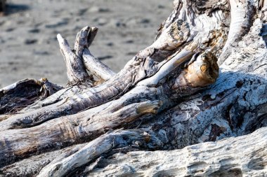 Flotsam, lonely tree branch on the beach near Punakaiki, New Zealand. High quality photo