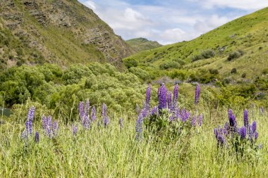 A green hill covered in pink and purple Lupine flowers in New Zealand. High quality photo