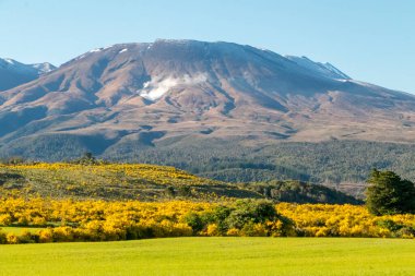 New Zealand hillside covered in bright yellow Broom and Gorse. Near Tongariro National Park, New Zealand. High quality photo