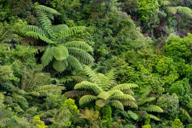 New Zealand forest view with tree ferns and green bushes and foliage. High quality photo