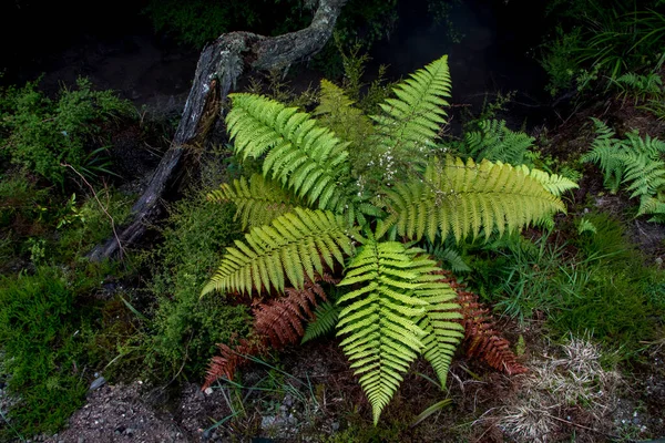 A single small tree fern in New Zealand. forest background. High quality photo