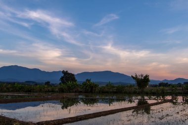 Pirinç tarlası, padi. Kuzey Tayland 'da gün batımında parlak bir yansımayla. Yüksek kalite fotoğraf