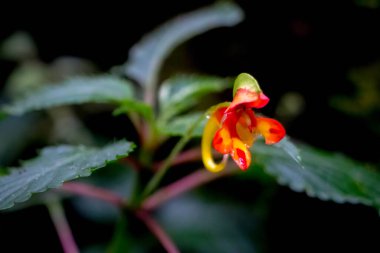 Manzara, doğal çalı ve bitki örtüsü Kilimanjaro Dağı, Tanzanya, Afrika yamacında. Yeşil çalılar. Yüksek kalite fotoğraf