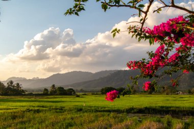 Pilav tarlalarının üzerinde gün batımı, Langkawi, Malezya. Renkli pembe ve kırmızı çiçekler dramatik günbatımı gökyüzüne karşı. Yüksek kalite fotoğraf