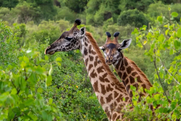 Girafe Dans Parc National Arusha Tanzanie Photo Haute Qualité — Photo