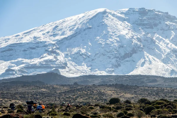 乞力马扎罗山 土生土长的搬运工头上背着背包 爬上山顶的小径山顶覆盖着白雪 高质量的照片 — 图库照片