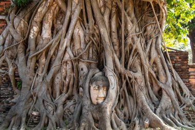 Ayutthaya, Tayland 'daki ağaç köklerindeki Budist heykelinin eski başkanı. İnsan yok. Yüksek kalite fotoğraf