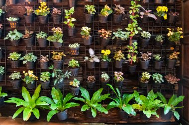 Küçük bitkilerle kaplı siyah bir duvara asılmış tencereler. Yüksek kalite fotoğraf