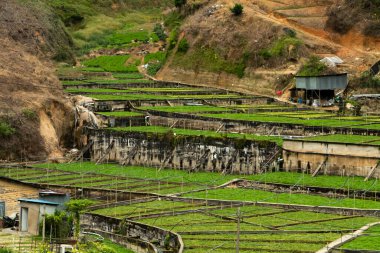 Cameron Highlands, Malezya 'da pirinç tarlaları. Yüksek kalite fotoğraf