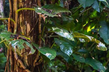 Tayland ormanındaki dev yapraklar. Dev bambu saplı kalın orman. Yüksek kalite fotoğraf