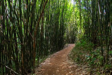 Tayland 'daki bambu ormanlarından geçen yol. Dev bambu saplı kalın orman. Yüksek kalite fotoğraf