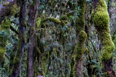 Manzara, doğal çalı ve bitki örtüsü Kilimanjaro Dağı, Tanzanya, Afrika yamacında. Yeşil çalılar. Yüksek kalite fotoğraf