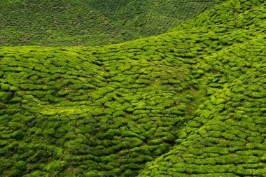 Çay tarlasında çay yaprakları, Cameron Highlands, Malezya. Yeşil çay yaprakları, renkli arka plan. Yüksek kalite fotoğraf