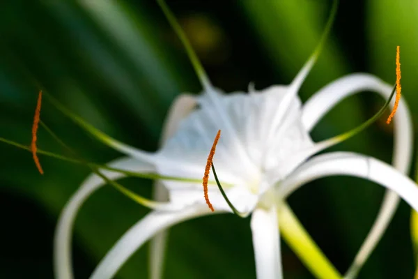Detailní Záběr Bílé Květiny Nalezené Thajsku Kvalitní Fotografie — Stock fotografie