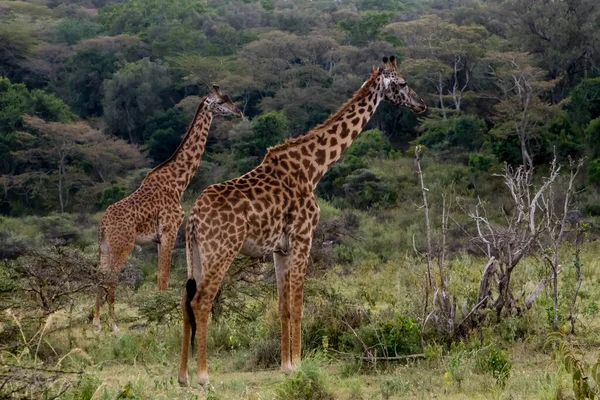 Καμηλοπάρδαλη Στο Εθνικό Πάρκο Αρούσα Της Τανζανίας Υψηλής Ποιότητας Φωτογραφία — Φωτογραφία Αρχείου
