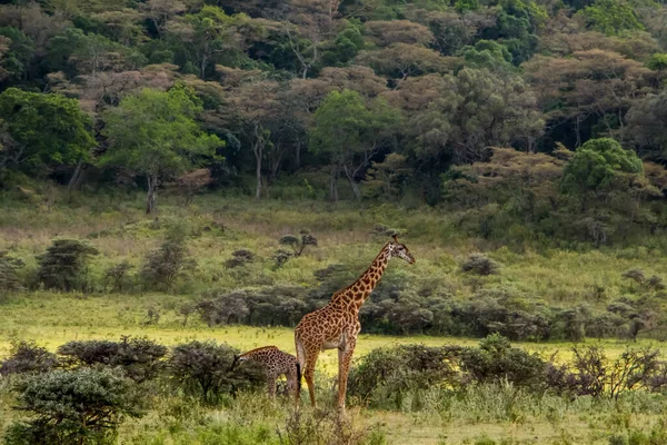 タンザニアのアルシャ国立公園にあるキリン 高品質の写真 — ストック写真