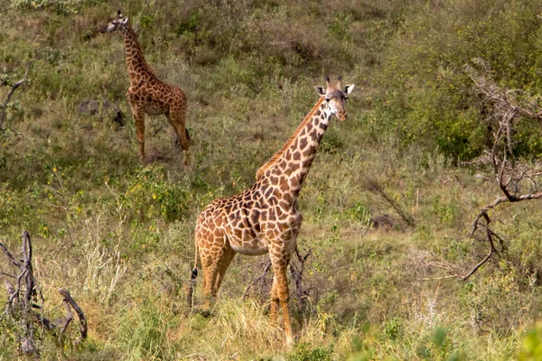 タンザニアのアルシャ国立公園にあるキリン 高品質の写真 — ストック写真