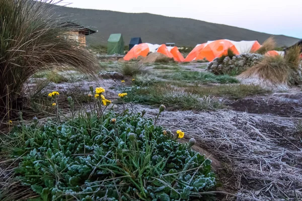 在乞力马扎罗山上 橙色帐篷被晨阳照亮 高质量的照片 — 图库照片