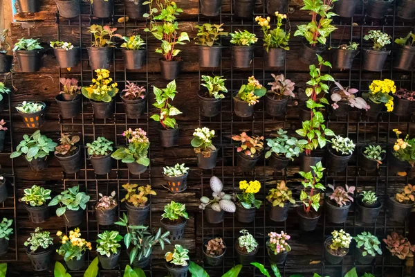 Küçük bitkilerle kaplı siyah bir duvara asılmış tencereler. Yüksek kalite fotoğraf